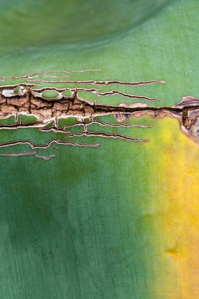 close up of a broken leaf