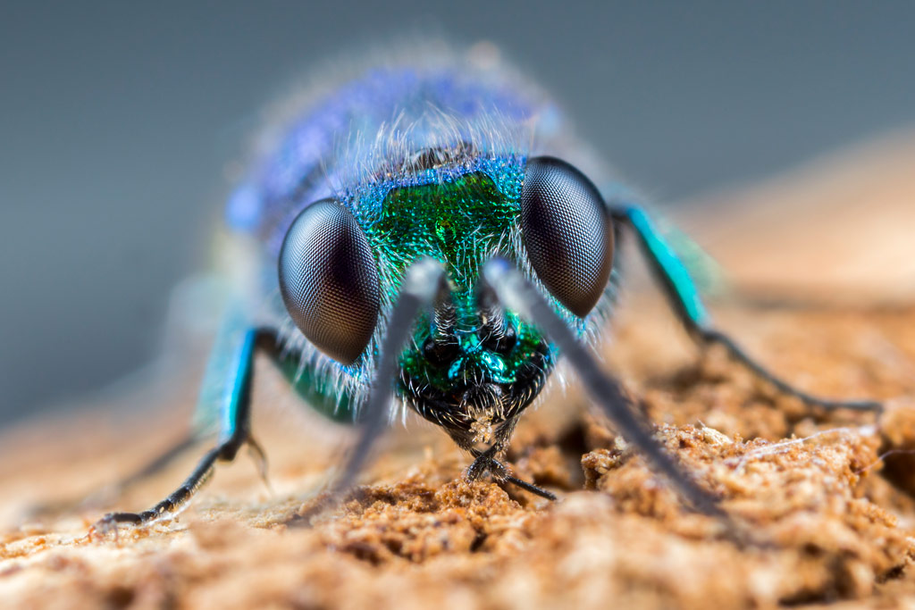 macro image of a blue insect