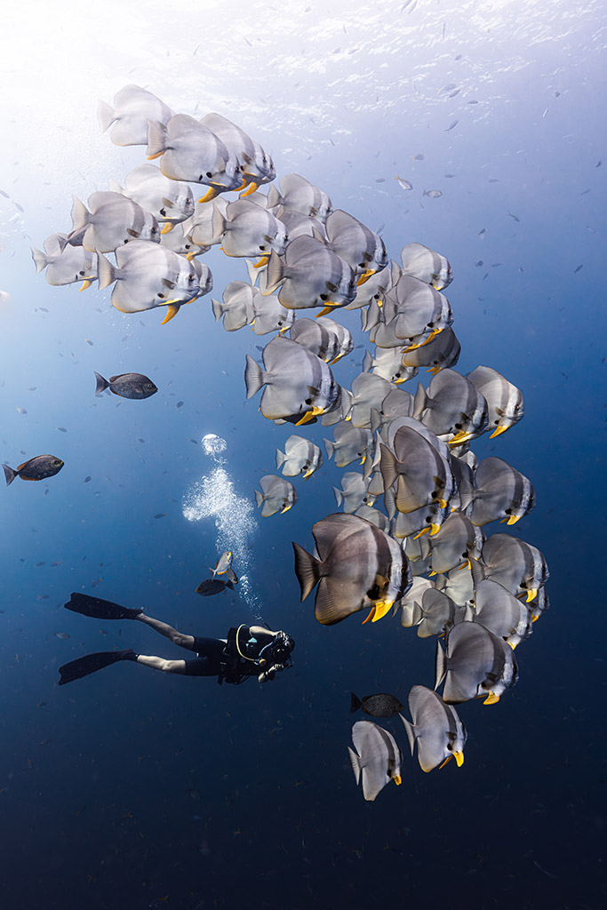 A large school of batfish swim in unison.
Koh Tao, Thailand. Female Fifty Fathoms Award winner, Ipah Uid Lynn.
