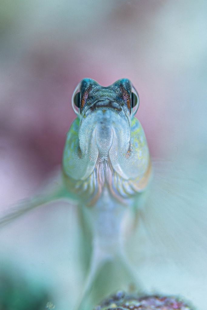 A close-up shot of a curious goby fish. Tenggol Island, Malaysia