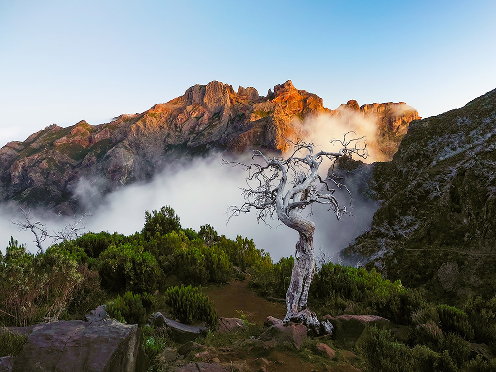 Lone Tree, Dominika Koszowska