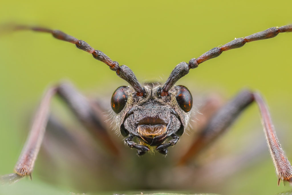 macro image of an insects head