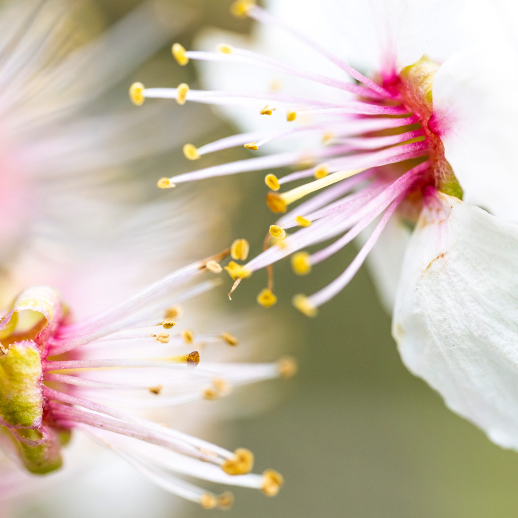 two white flowers