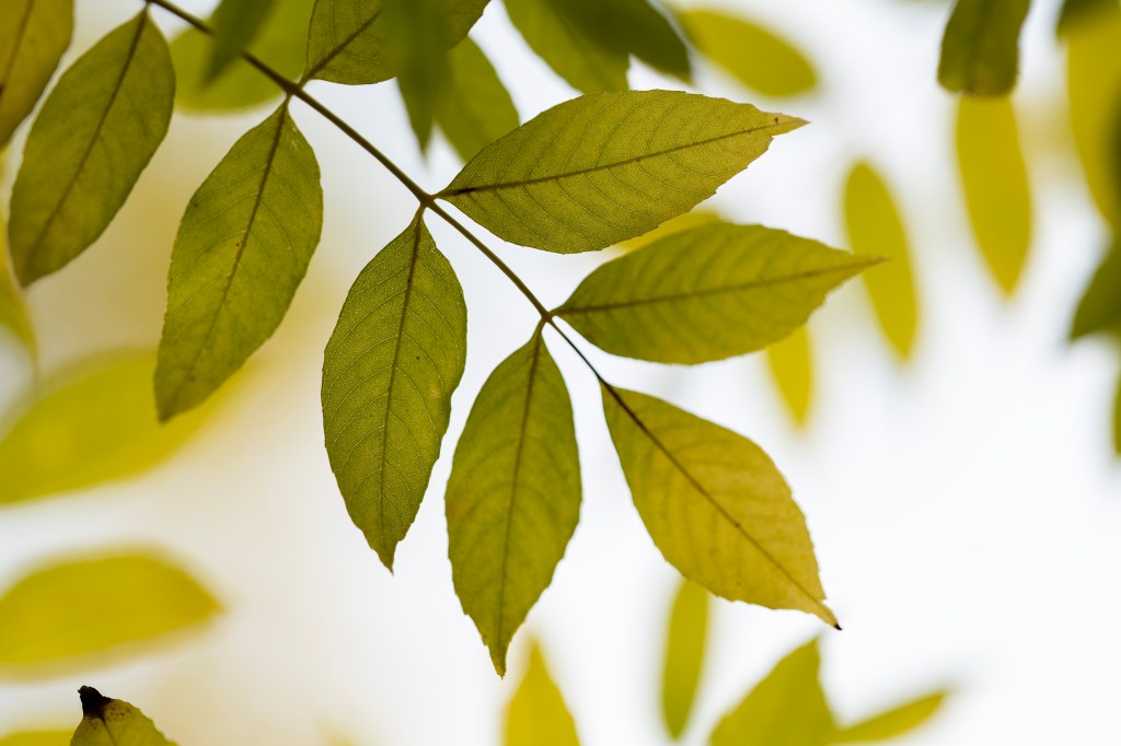 A sample image taken with the Nikon Nikkor 135mm Plena lens