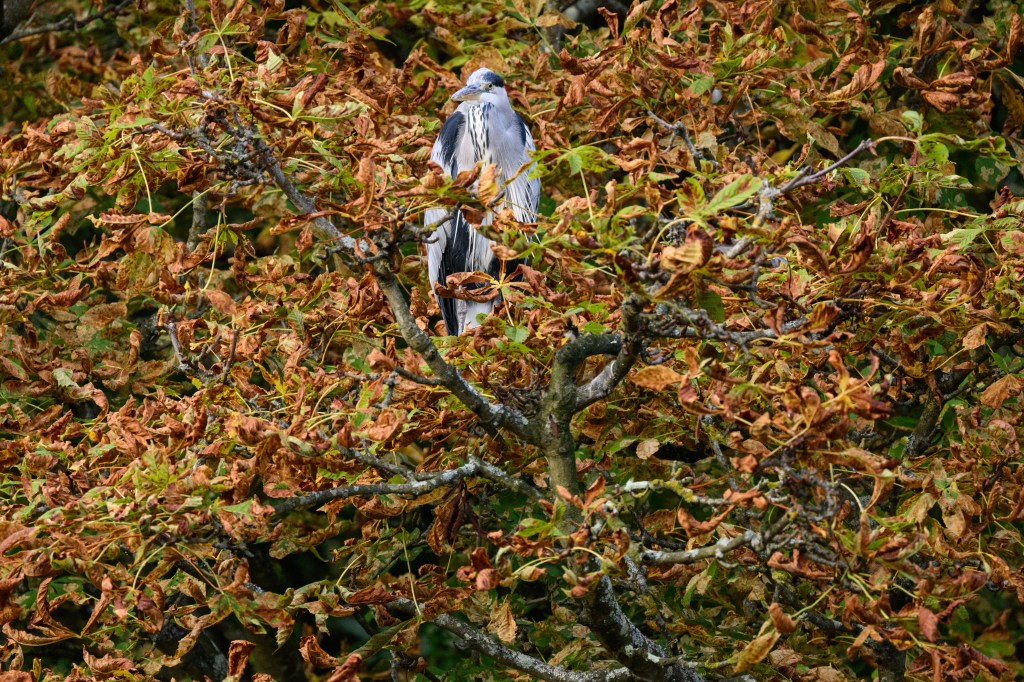 Nikon Z6III heron in tree sample image