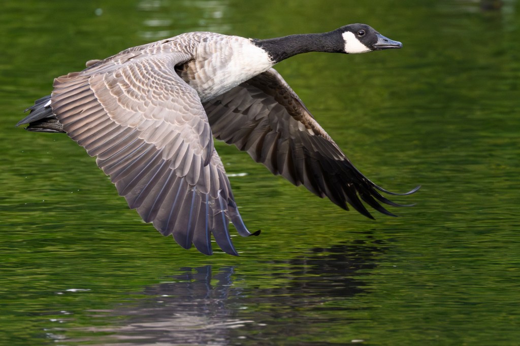 Nikon Z6III Canada goose sample image