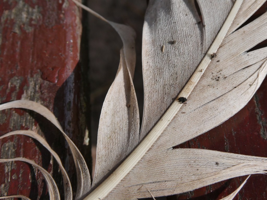 A macro image taken with the Panasonic Lumix TZ95