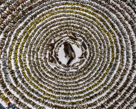 conservation image of a range of different dead birds lined up in a circle bird photographer of the year