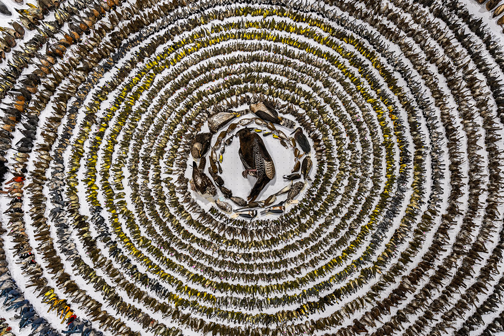 conservation image of a range of different dead birds lined up in a circle bird photographer of the year