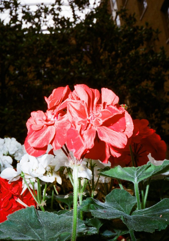 closeup of red flowers using flash