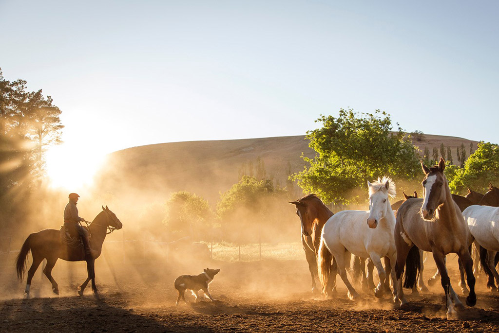 ranger on horse with dog rounding up other horses