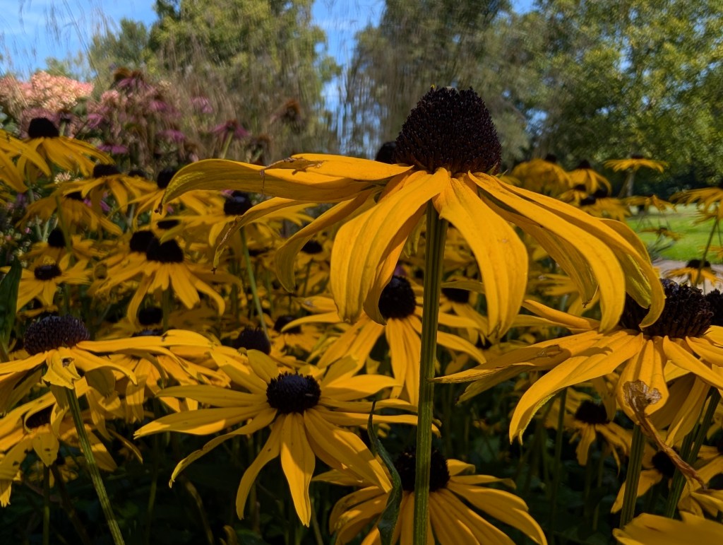 A macro image taken with the Google Pixel 9 Pro