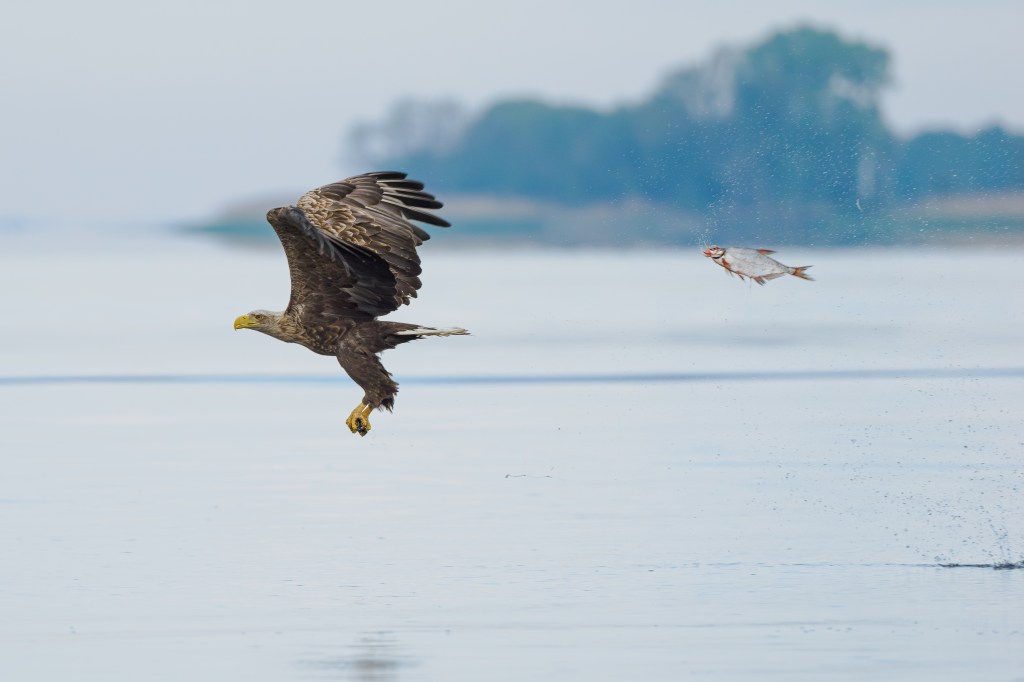 The Comedy Wildlife Photography Awards 2024 shortlist, Przemyslaw Jakubczyk