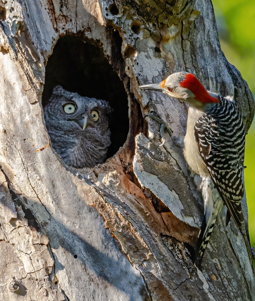 The Comedy Wildlife Photography Awards 2024 shortlist, Randy Herman