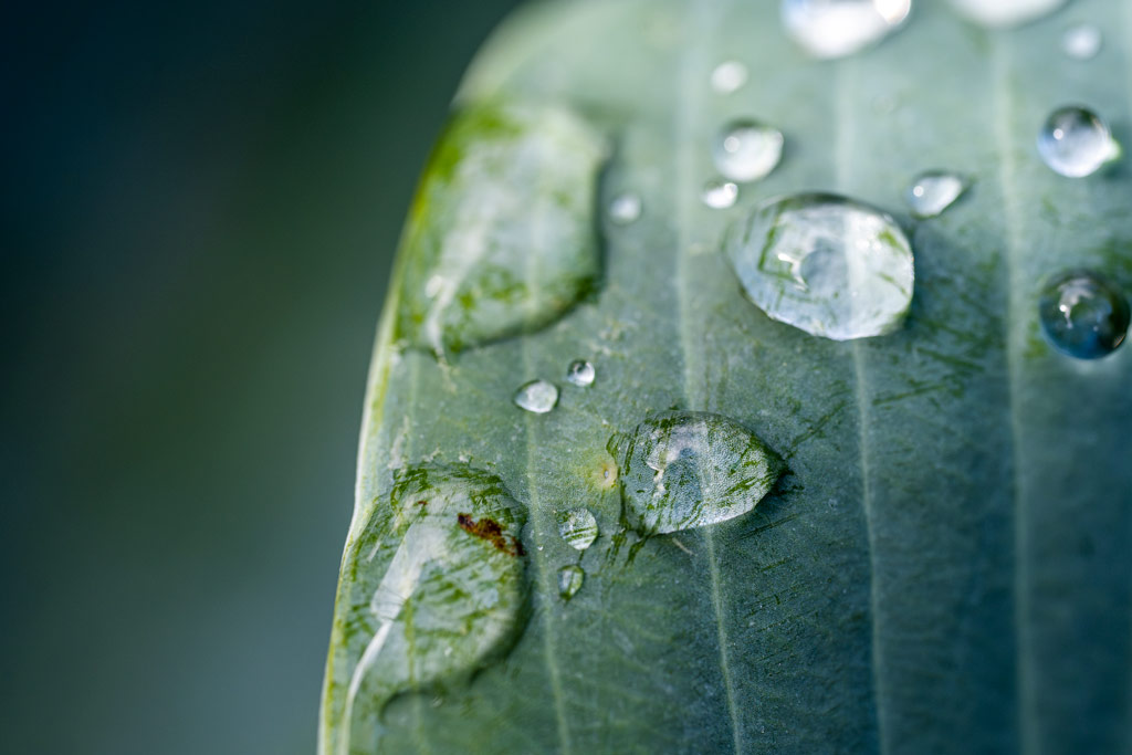 water droplets on a leaf