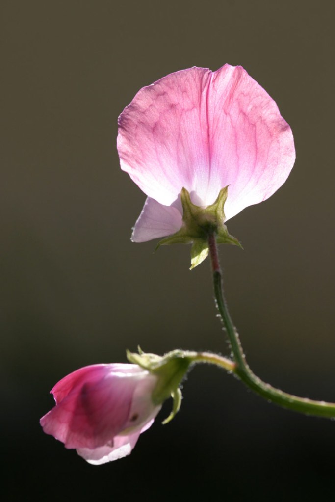 close up of a pink flower