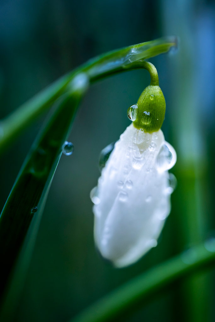 snowdrop close-up