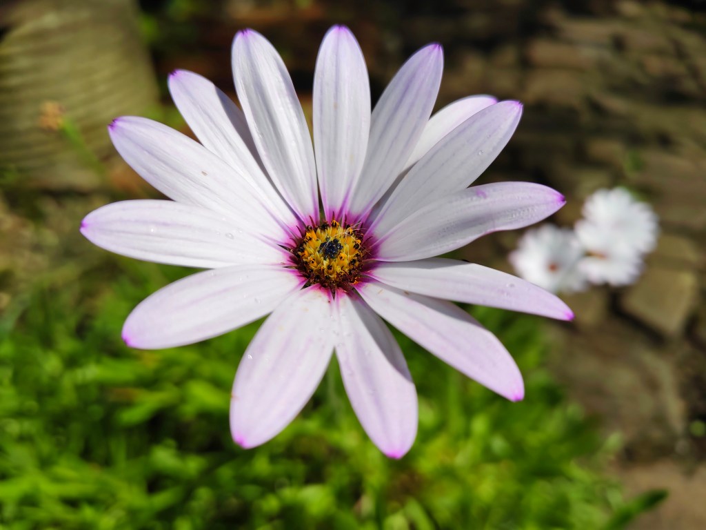 Close-up photo with the main camera. Flower. Photo JW