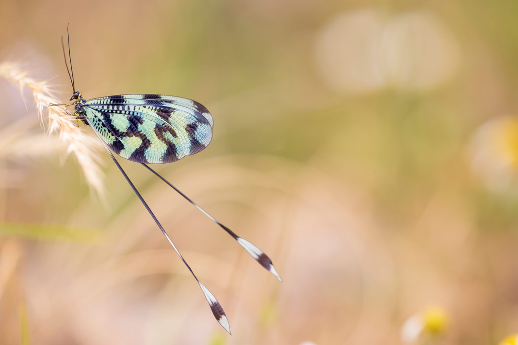 macro  shot of a blue and black butterfly