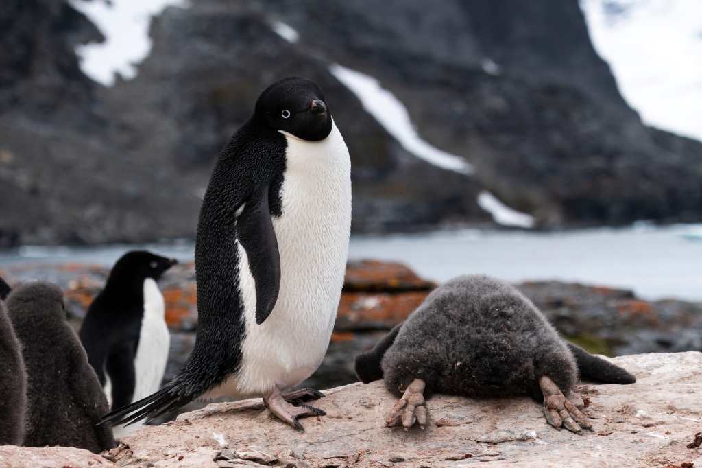 The shortlist for the Comedy Wildlife Photography Awards 2024, Zikri Teo