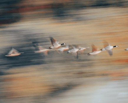 action shot of geese flying across landscape