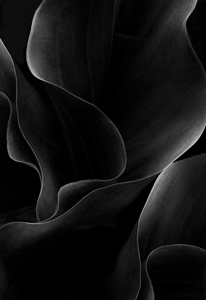 close up black and white photo of leaves