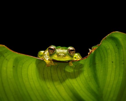 emerald glass frog by sheclick community member for challenge accepted exhibition