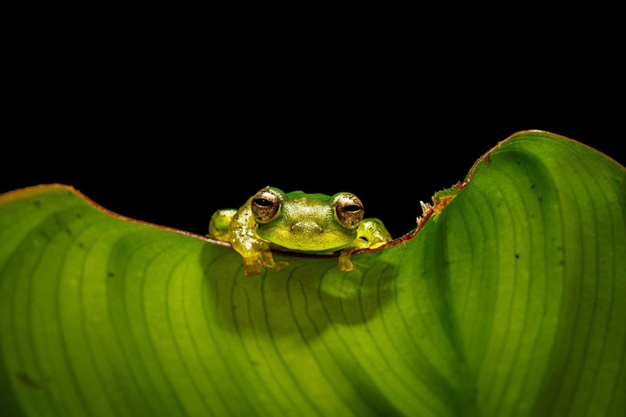 emerald glass frog by sheclick community member for challenge accepted exhibition