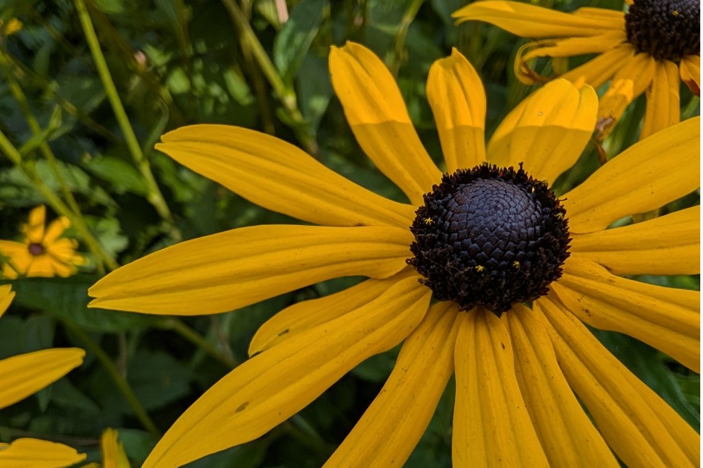 Google Pixel 9 Pro sample image yellow flower macro shot