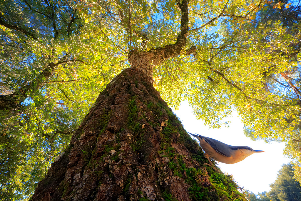 Andrés Luis Domínguez Blanco wins young bird photographer of the year for his creative angle on a nuthatch scrambling down an oak tree.