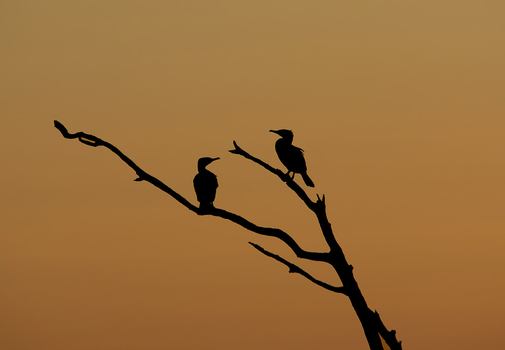 cormorants silhouette at sunset