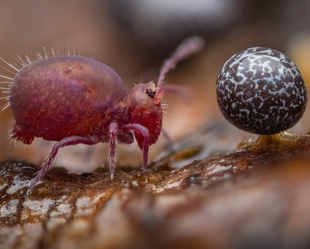 Winner, 15-17 Years and Young Wildlife Photographer of the Year - Life Under Dead Wood by Alexis Tinker-Tsavalas, Germany