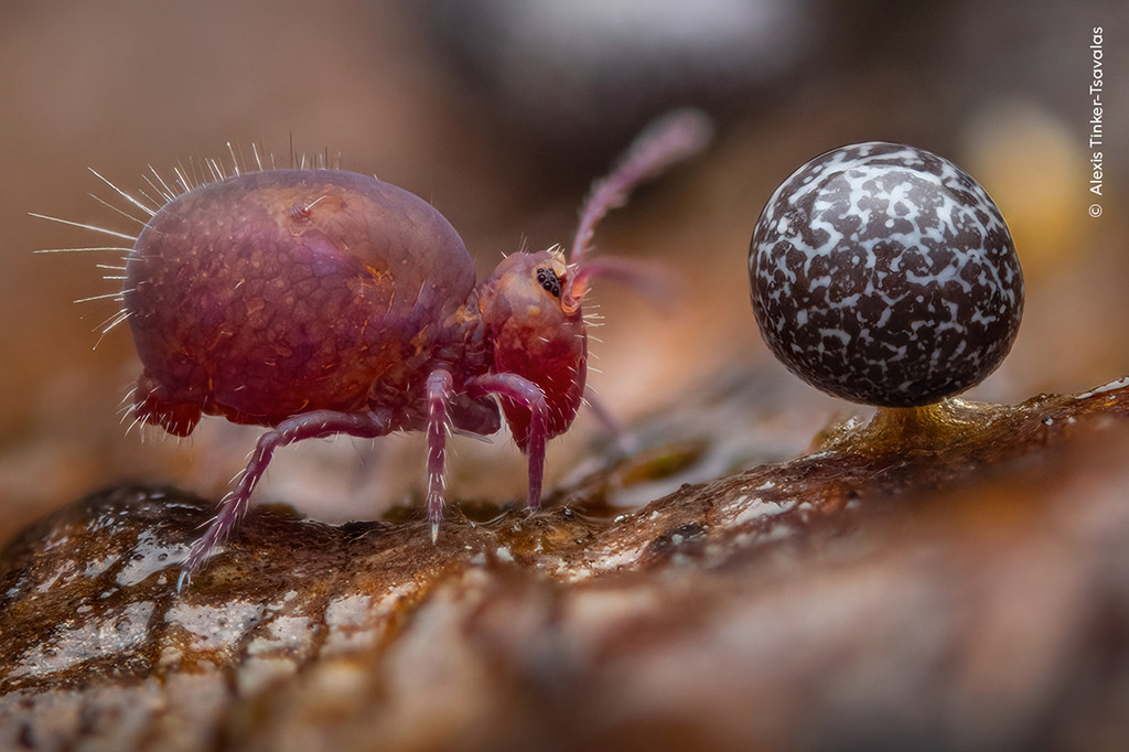 Winner, 15-17 Years and Young Wildlife Photographer of the Year - Life Under Dead Wood by Alexis Tinker-Tsavalas, Germany