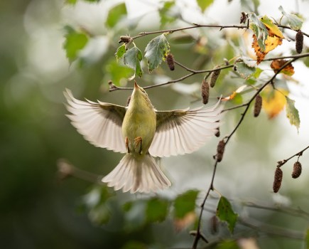 Willow warbler in flight