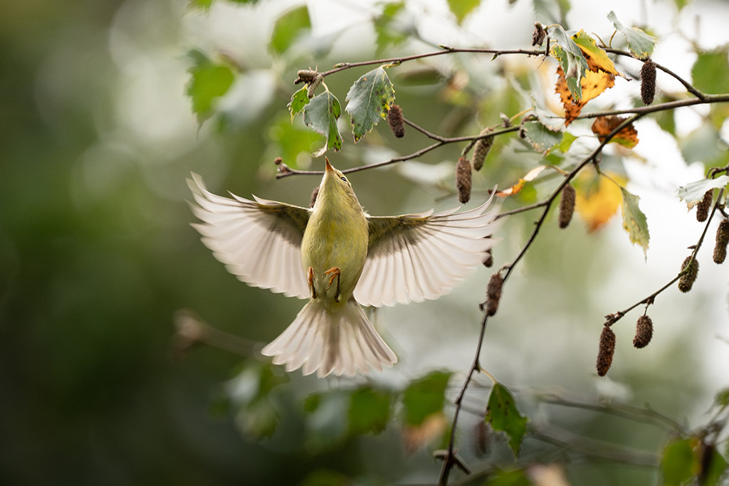 Willow warbler in flight 