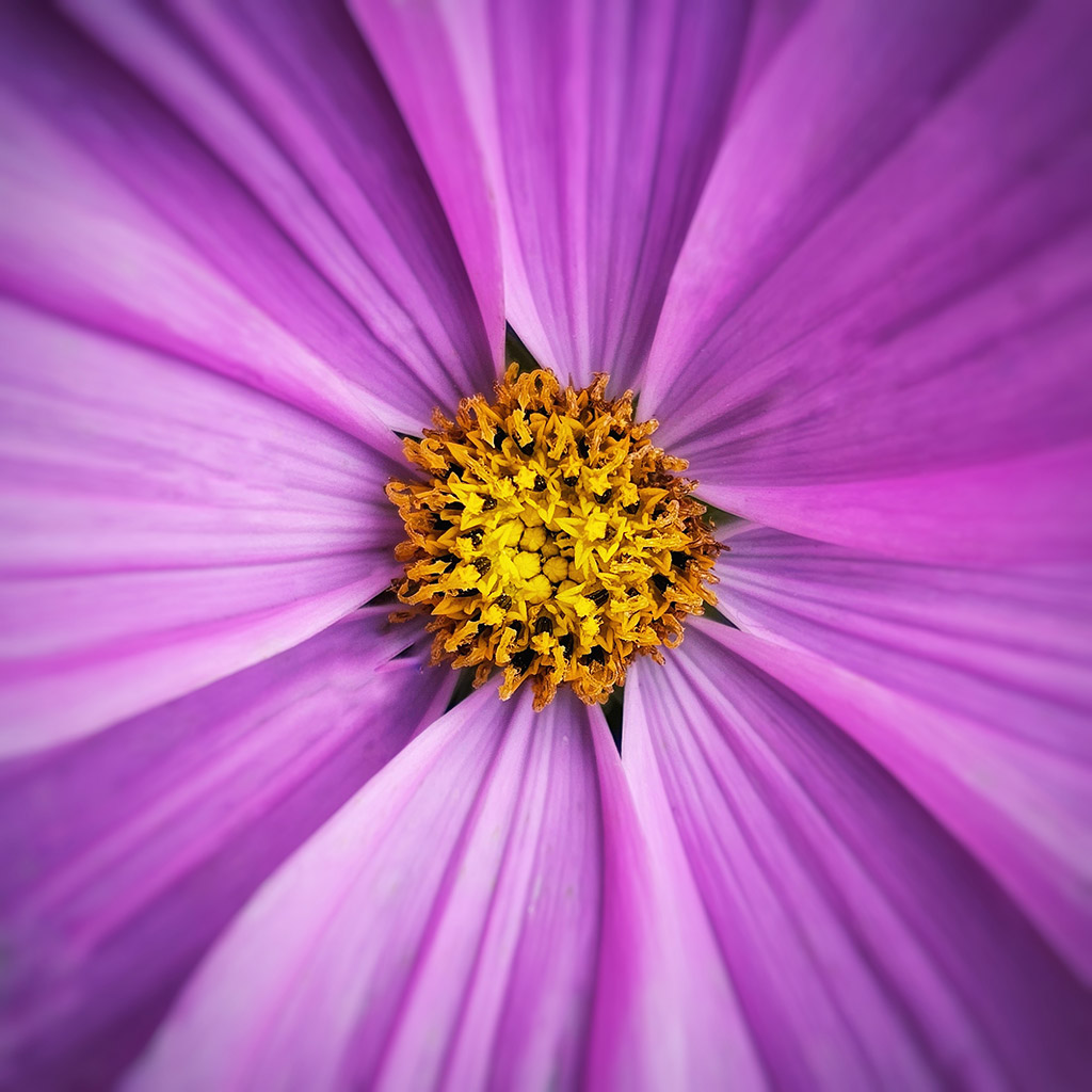 close up phone photo of a cosmos bipinnatus purple flower