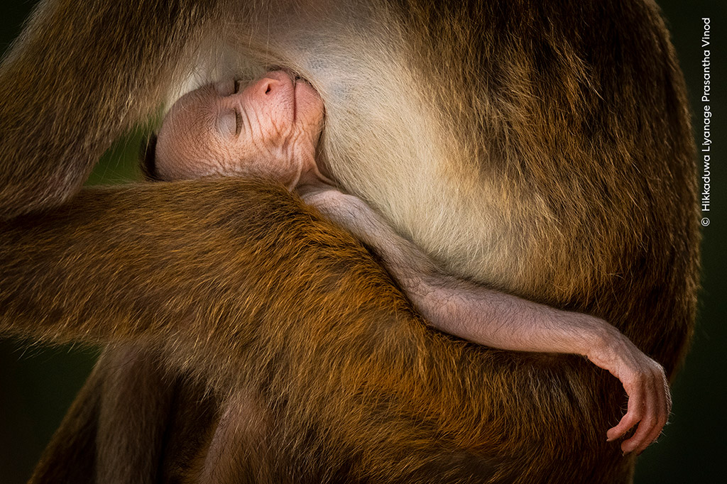 Winner, Behaviour: Mammals - A Tranquil Moment by Hikkaduwa Liyanage Prasantha Vinod, Sri Lanka