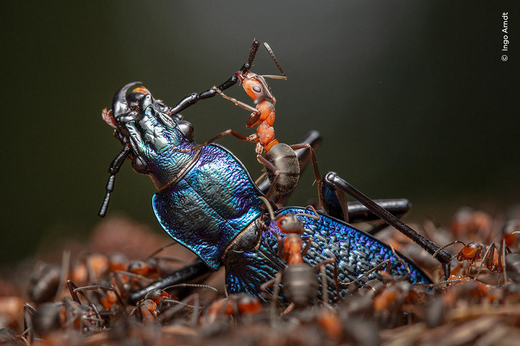 Winner, Behaviour: Invertebrates - The Demolition Squad by Ingo Arndt, Germany