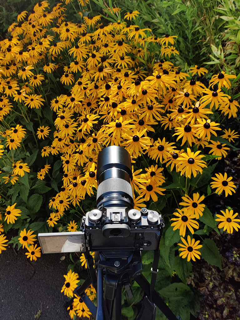 My Fujifilm X-T4 and the Fujifilm XF 80mm F2.8 R LM OIS WR Macro lens set up in West Dean Gardens 