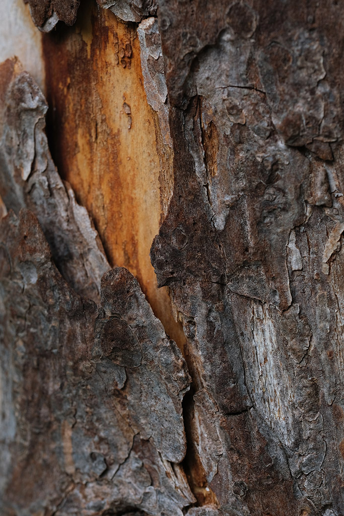 close up photo of a orange section in wood that resembles a intimate landscape of lava