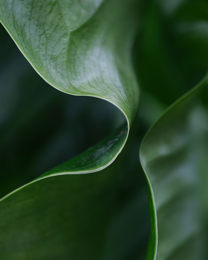 close-up photograph of curved leaves