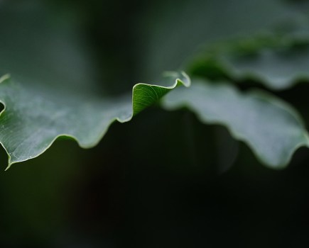 close-up photograph of a triangle shaped small leaf