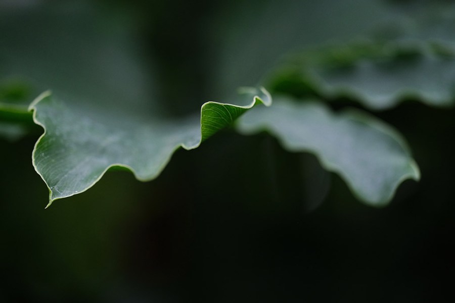 close-up photograph of a triangle shaped small leaf