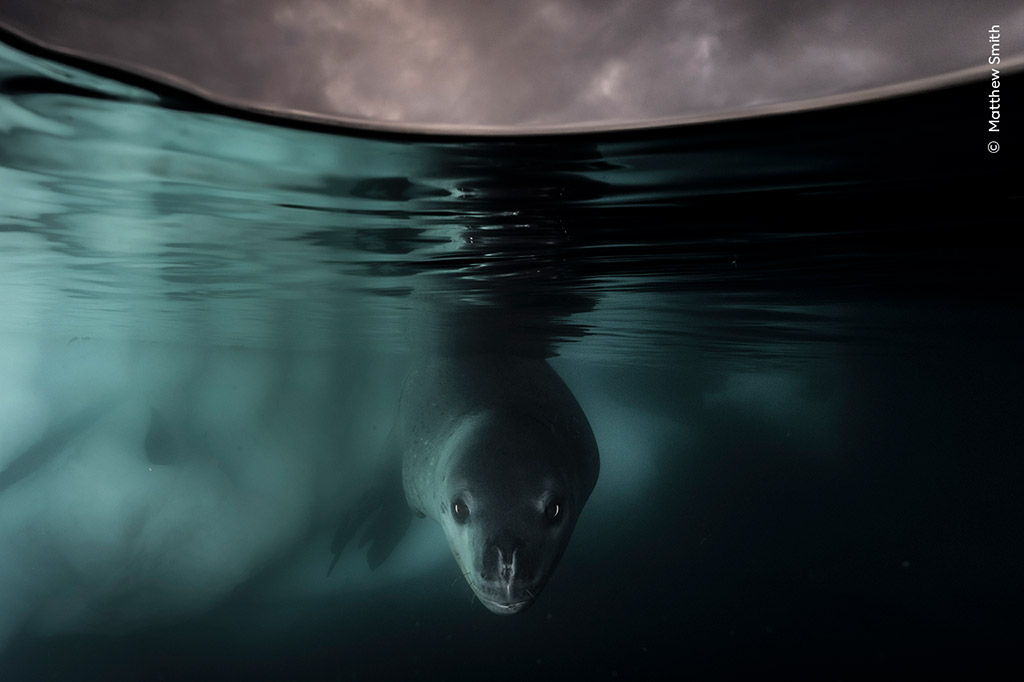 Winner, Underwater - Under the Waterline by Matthew Smith, UK/Australia