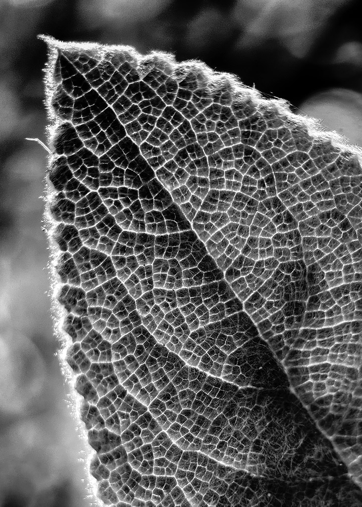 close up of lambs leaf taken on iphone 14 pro smartphone