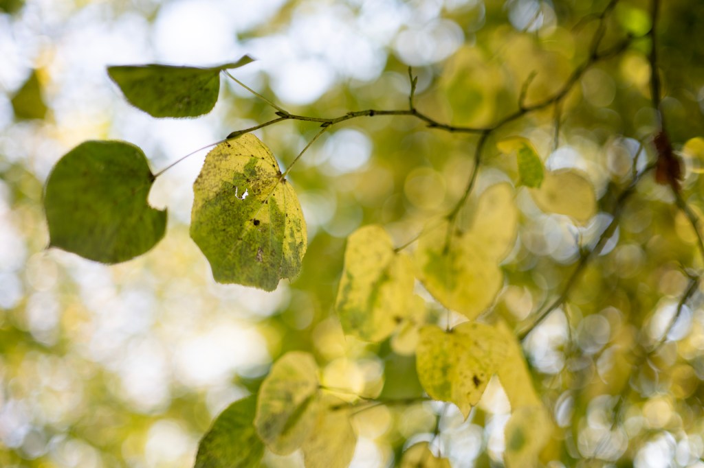 A sample image taken with the Nikon 50mm f/1.4 showing the bokeh