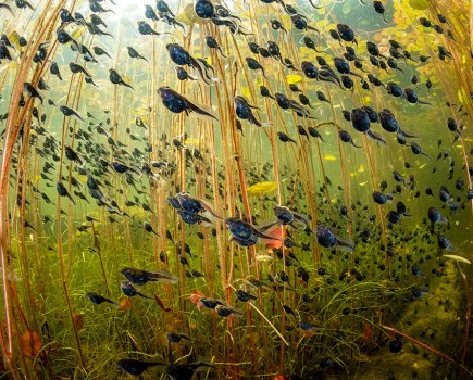 Winner, Wetlands: The Bigger Picture and Wildlife Photographer of the Year 2024 - The Swarm of Life by Shane Gross, Canada