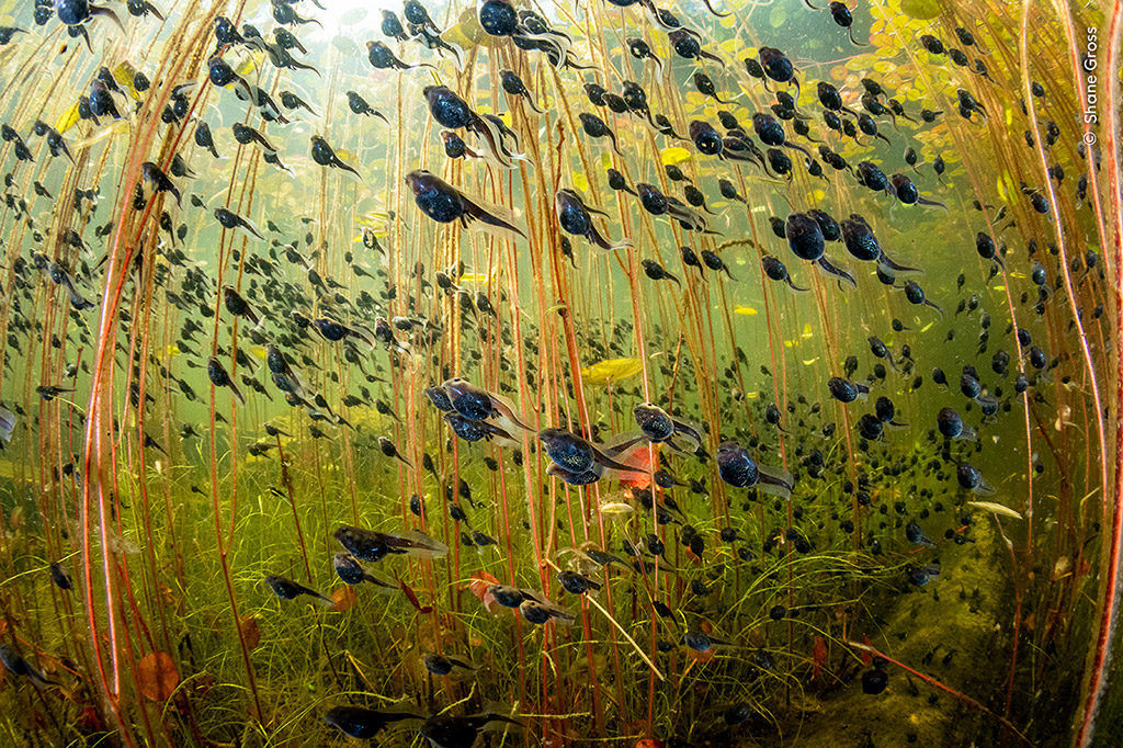 Winner, Wetlands: The Bigger Picture and Wildlife Photographer of the Year 2024 - The Swarm of Life by Shane Gross, Canada