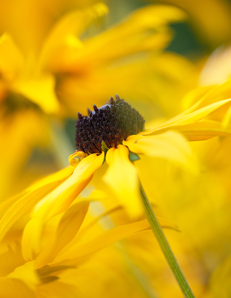 close up photo of yellow rudbeckia in west dean gardens