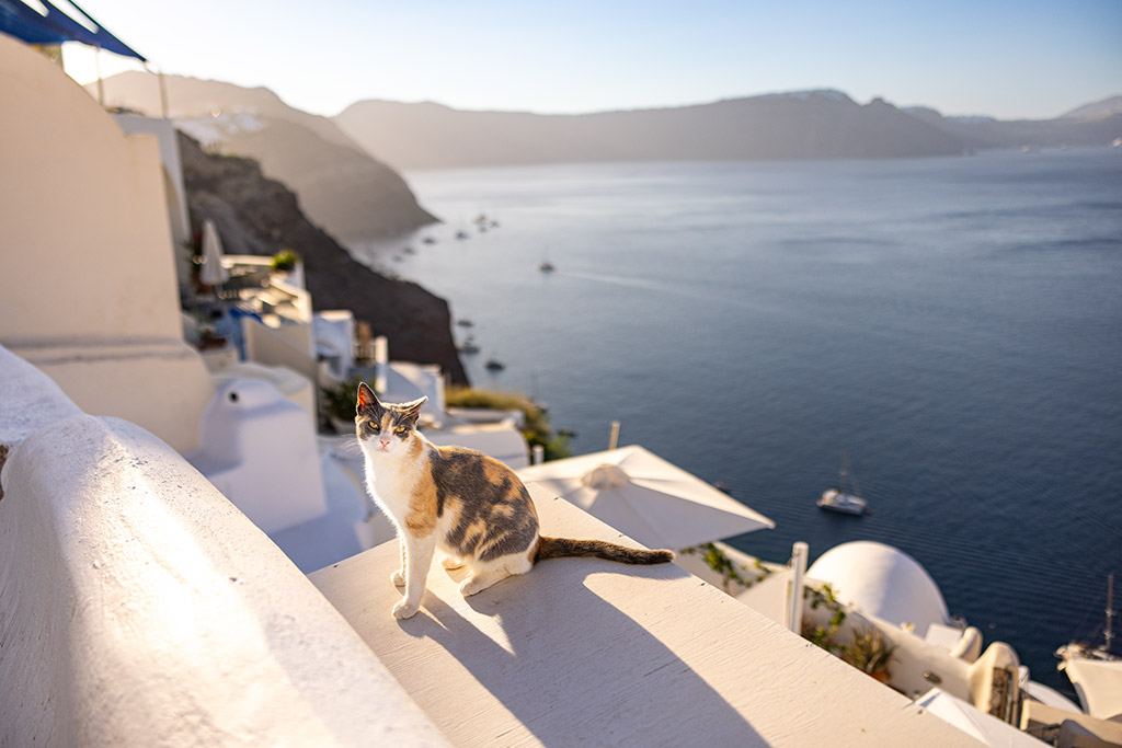 cat on the edge of a building overlooking greek landscape